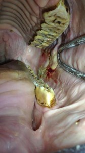 Equine Dentistry- Sharp points and lacerations